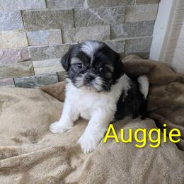 Auggie - Tricolor male Shih Tzu puppy in Clyde, North Carolina from Shawgo Pups