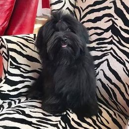 Bella - Havanese