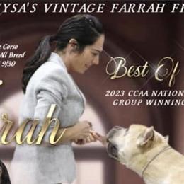 Cane Corso from Nysa Cane Corso