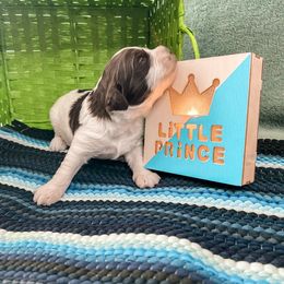 Goldendoodle Puppies from The Dood Effect