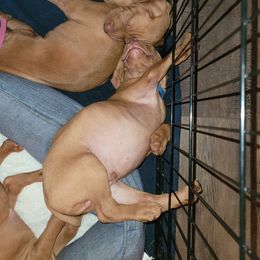 Vizsla Puppies from Ann's Vizslas