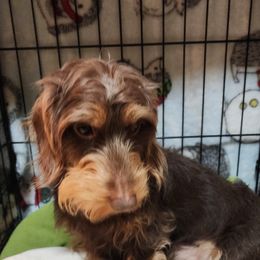 Dachshund Puppies from Divine Teckel Tails