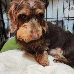 Dachshund Puppies from Divine Teckel Tails