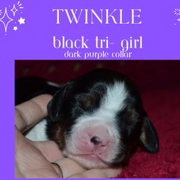 English Springer Spaniel Puppies from Stormin Pine and Prairie Springers