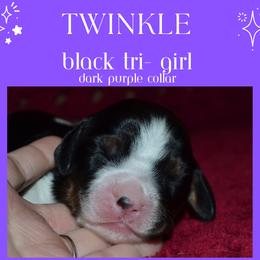 English Springer Spaniel Puppies from Stormin Pine and Prairie Springers