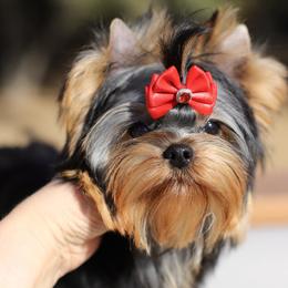 Girl 1 - Blue and gold female Yorkshire Terrier puppy in Placerville, California from Diamond Springs Boutique