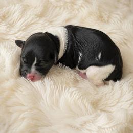 AKC- parti boy-tiny - Parti male Poodle puppy in Fort Worth, Texas from Ashley Ross Toy Poodles (AKC)