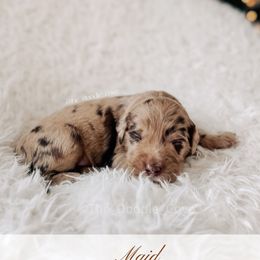 Maid- 12 Days of Christmas - Merle male Goldendoodle puppy in Syracuse, Indiana from The Doodle Cove