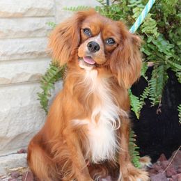 Rusty - Cavalier King Charles Spaniel