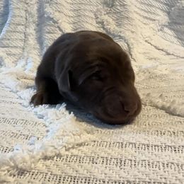 Hayden - Chocolate female Labrador Retriever puppy in Lucasville, Ohio from Backwoods Labradors
