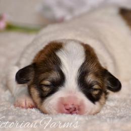Peach - Red female Pembroke Welsh Corgi puppy in East Canton, Ohio from Victorian Farms