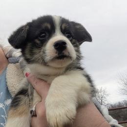 Boy 2 - Black and tan male Pembroke Welsh Corgi puppy in Edinburgh, Indiana from J Bar M Corgis