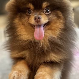 Bentley - Pomeranian
