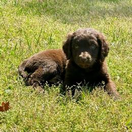 Chocolates - male Golden Mountain Doodle puppy in Rome, Georgia from Victoria’s Designer Doodles