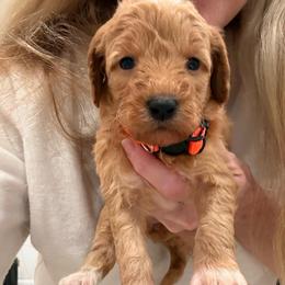 Orange collar - Apricot female Goldendoodle puppy in Ridgewood, New Jersey from Jessie’s Doodles