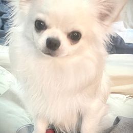 North - Chihuahua