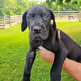 Steve - Black male Great Dane puppy in Princeton, Indiana from Phantasm Farms