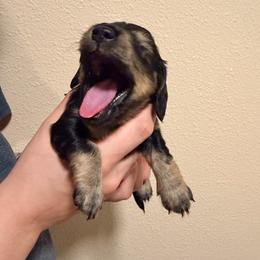 Black - Black and cream male Dachshund puppy in Modesto, California from Once Upon a Mini Dachshund