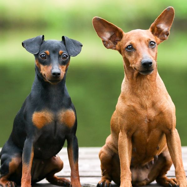 Miniature Pinscher