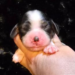 Queen - Sable and white female Cocker Spaniel puppy in Florence, South Carolina from Reddick's American Cocker Spaniels