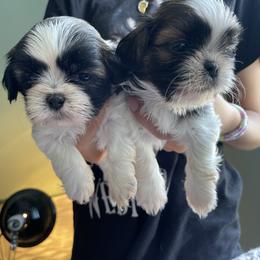 Shih Tzu Puppies from Aloha Shih Tzu