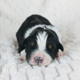 Boy 4 - Black tri-color male Australian Shepherd puppy in Yakima, Washington from Naches Heights Ranch