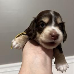 Butterfingers   AKC   PRA  CLEAR - Chocolate and cream male Dachshund puppy in Miami, Florida from Maitime Dachshund