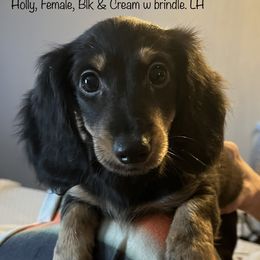 Dachshund Puppies from GretaLo Dachshunds