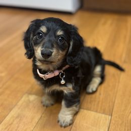 Sophia - Dachshund