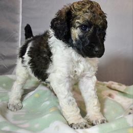 Disco - Parti male Poodle puppy in Kirkville, New York from Mosswood