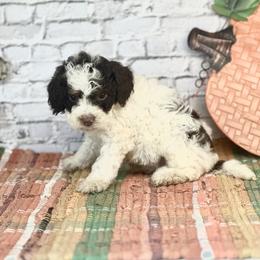 Benny - Brown and white male Cockapoo puppy in Moulton, Iowa from Shondel Puppy Paws