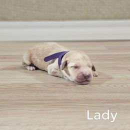 Lady - Cream female Goldendoodle puppy in Guthrie, Oklahoma from Edmond Doodles, LLC