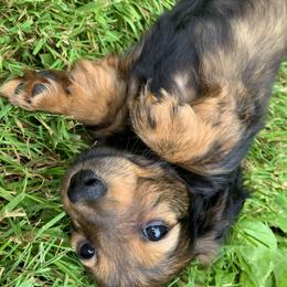 Dachshund Puppies from Hidden Haven Dachshunds