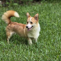 Pip - Pembroke Welsh Corgi