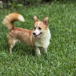Pip - Pembroke Welsh Corgi