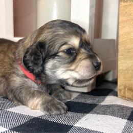 Red collar male - Cream male Dachshund puppy in Wylie, Texas from Karas Royal Dachshunds