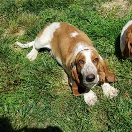 Maggie - Basset Hound