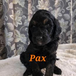 Pax - Phantom male Poodle puppy in New York from Powder Puff Poodles