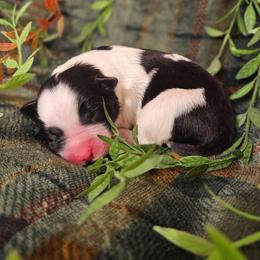 Tonka - Black and white male Border Collie puppy in Dewey, Arizona from Fásach Stockdogs