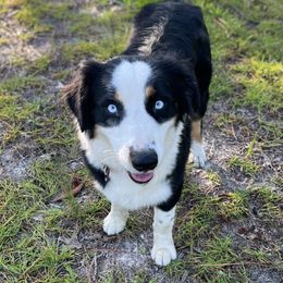 Gypsy - Australian Shepherd