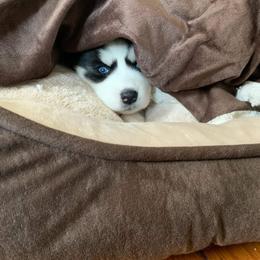 Siberian Husky Puppies from Xk siberians