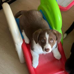 Barrow Burton (Dilute and Fluff Carrier) - Liver and white male American Corgi puppy in Stephens City, Virginia from Beaucoup Corgis