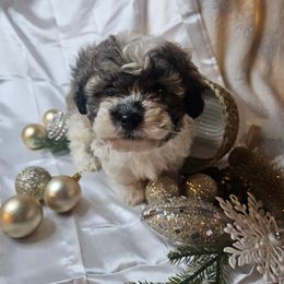 Truffle - Black gold and silver male Shih Tzu puppy in Tuscola, Illinois from Dream on puppies
