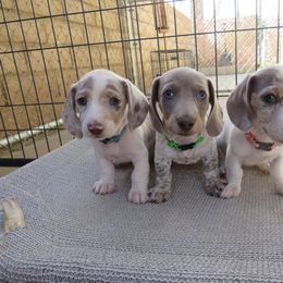 Dachshund Puppies from Over The Moon Dachshunds