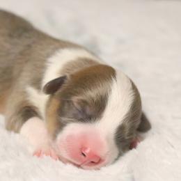 Glacier - Sable male Pembroke Welsh Corgi puppy in Fayetteville, Arkansas from Intergalactic Corgis