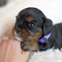 Cavalier King Charles Spaniel Puppies from Diamond Rose Cavalier LLC