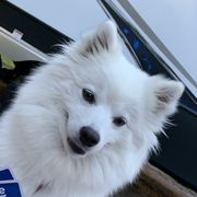 Libby - American Eskimo Dog
