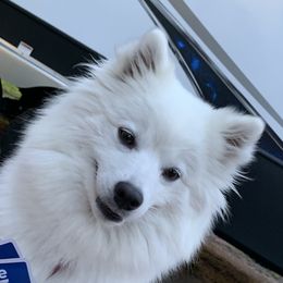 Libby - American Eskimo Dog