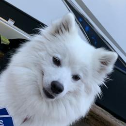 Libby - American Eskimo Dog