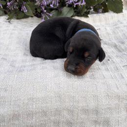 Hunter - Black and rust male Doberman Pinscher puppy in Dundee, Ohio from Gold Star Canines